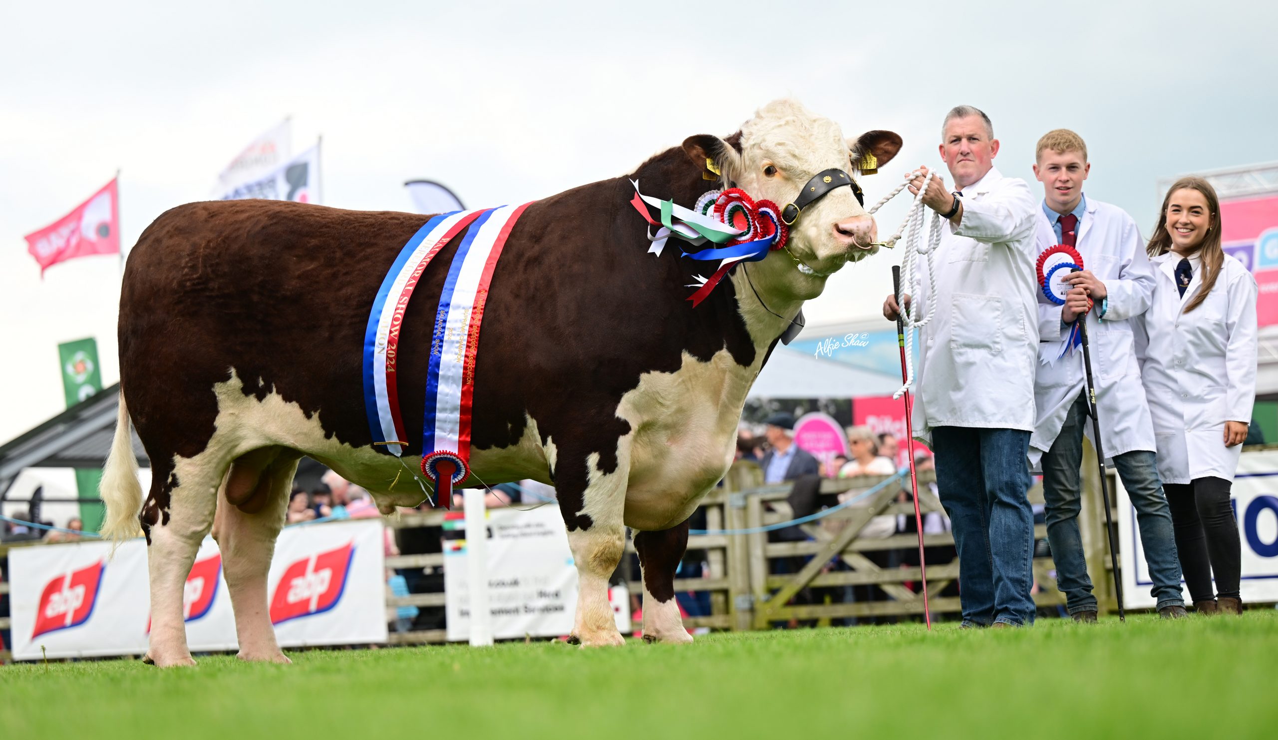 Supreme Hereford Champion and winner of the senior bull class, KINGLEE 1 VICTORIOUS, exhibited by Mr Trevor Andrews