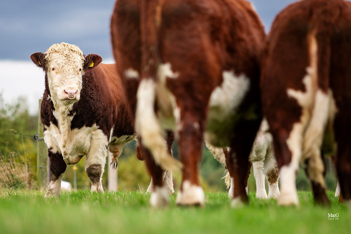 0804 - Hereford Cattle Society