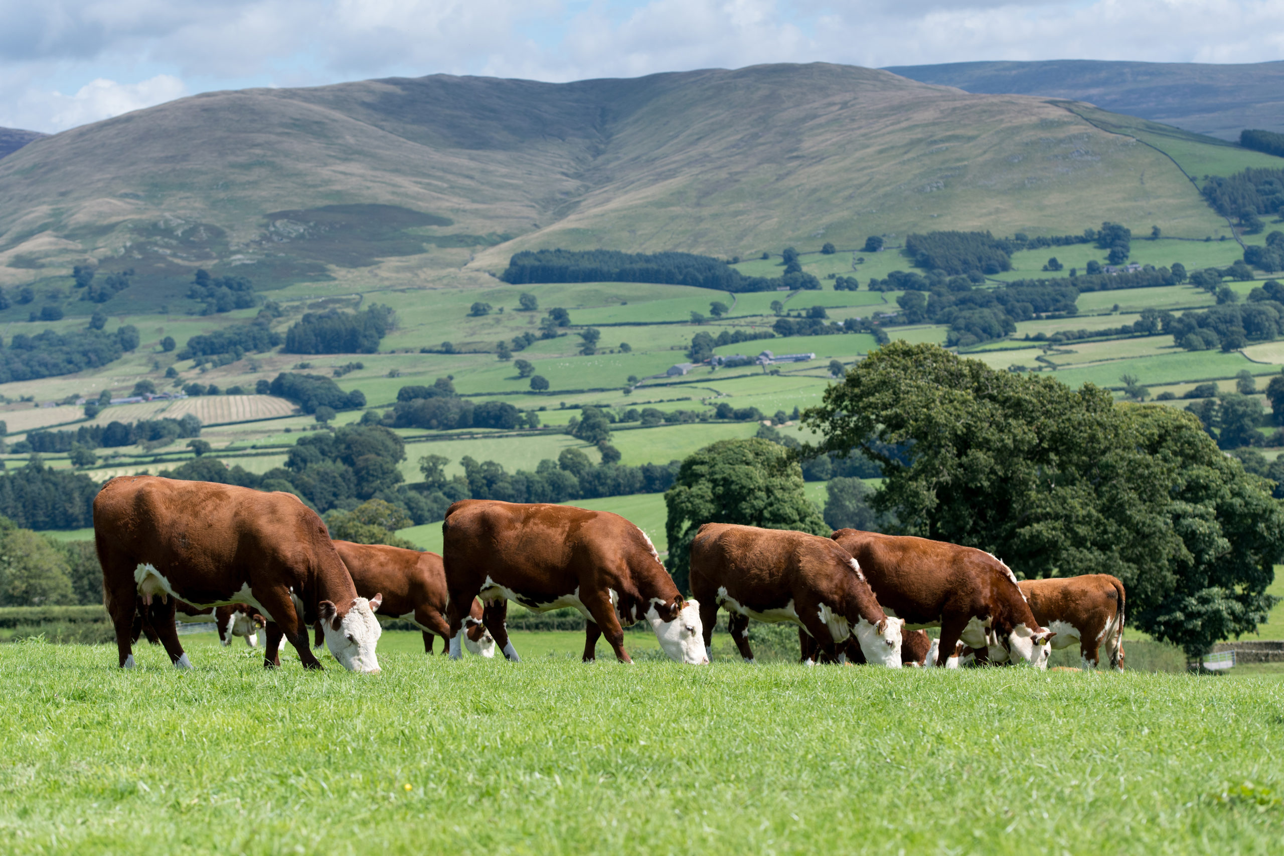 herd-of-hereford-beef-cattle-in-the-english-landscape-cumbria-uk