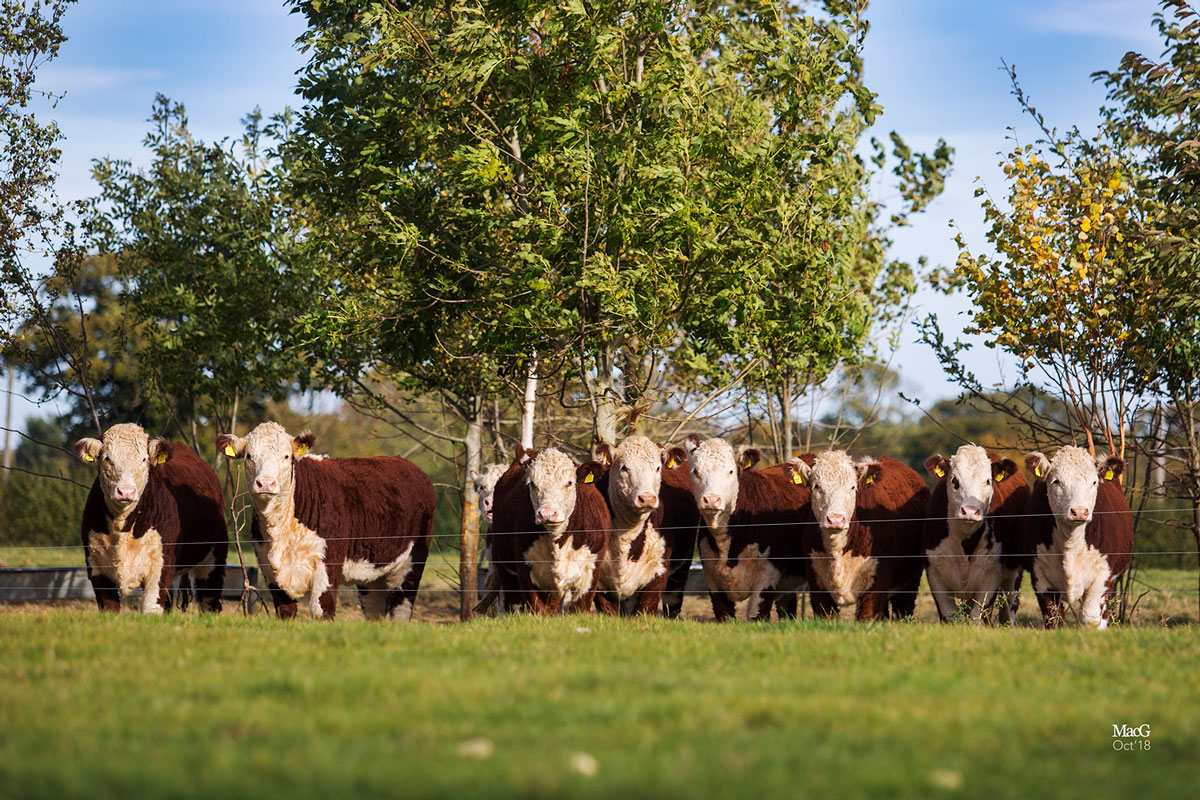 7386 - Hereford Cattle Society