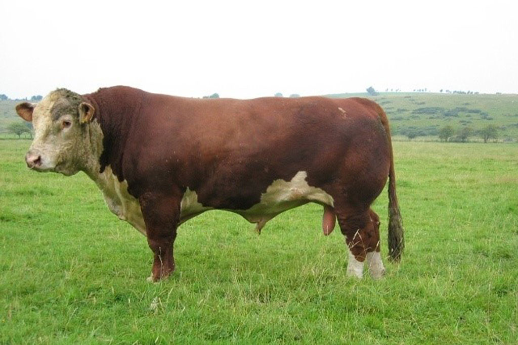 Barwise-1-Wellington - Hereford Cattle Society