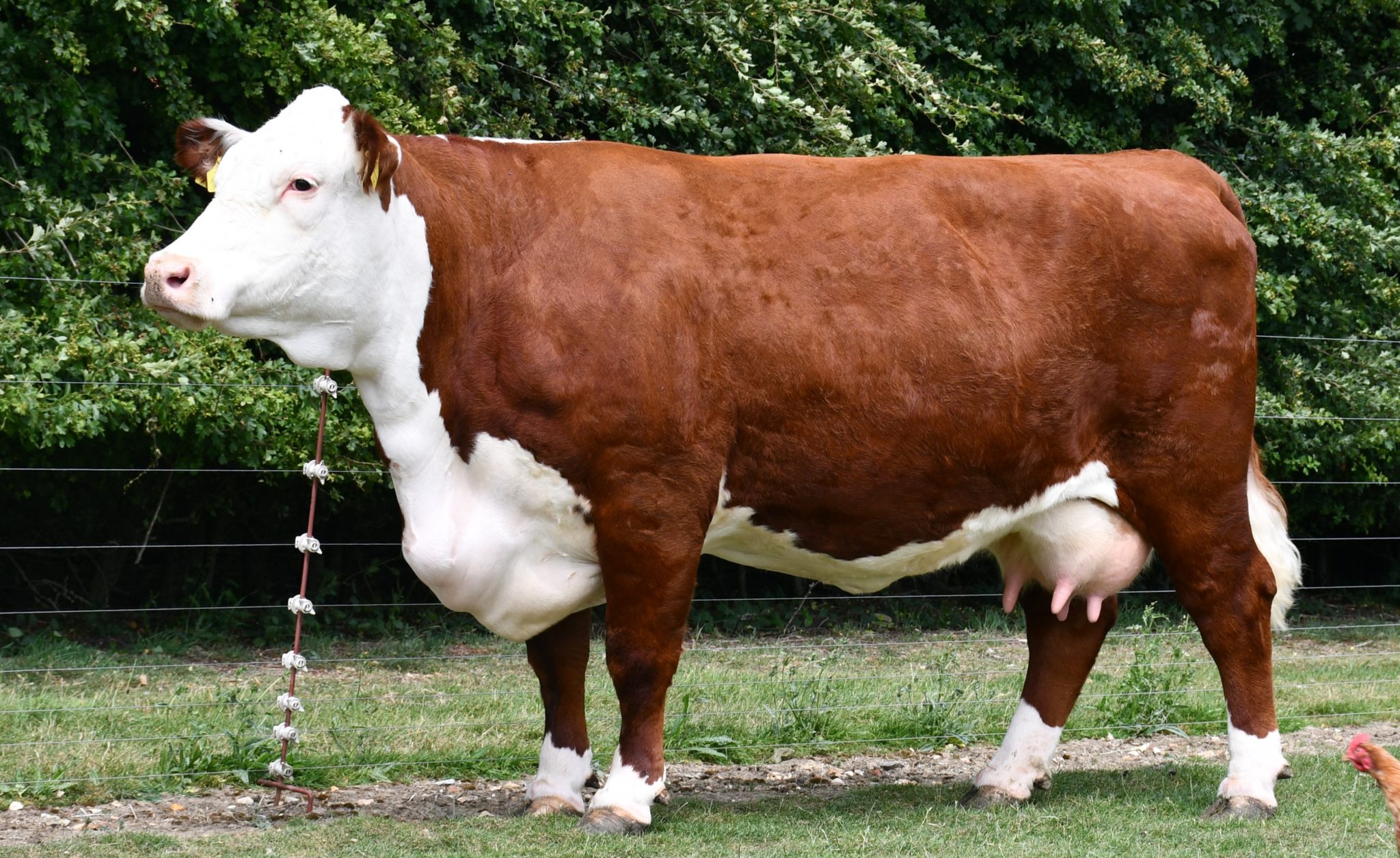 Pulham Herd Dominates Online National Hereford Show Hereford Cattle Society 