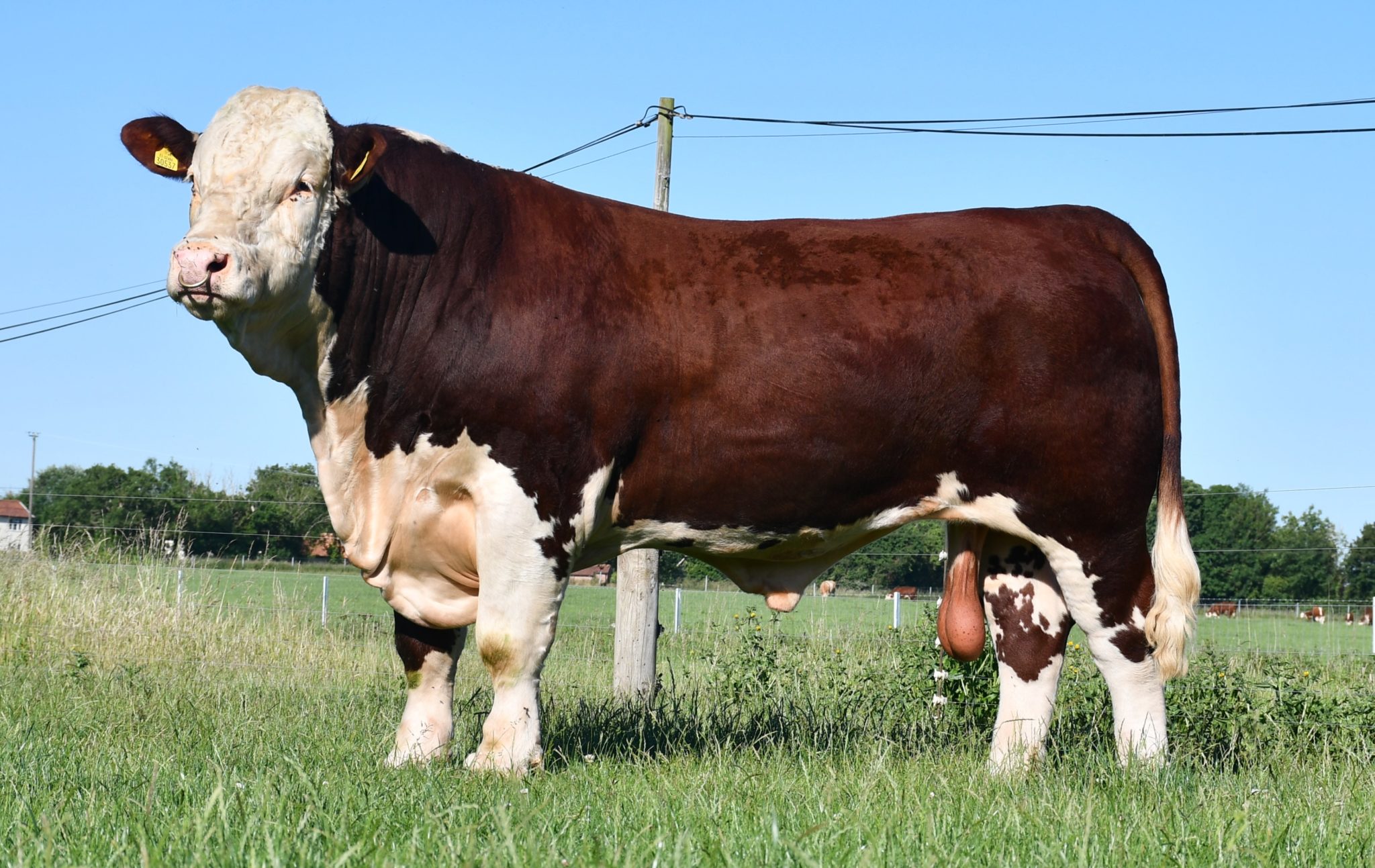 Pulham herd dominates online National Hereford Show - Hereford Cattle ...