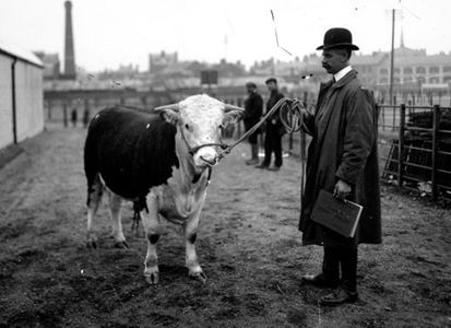 Hereford Market WEB - Hereford Cattle Society