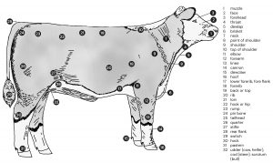 Assessing cattle - Hereford Cattle Society