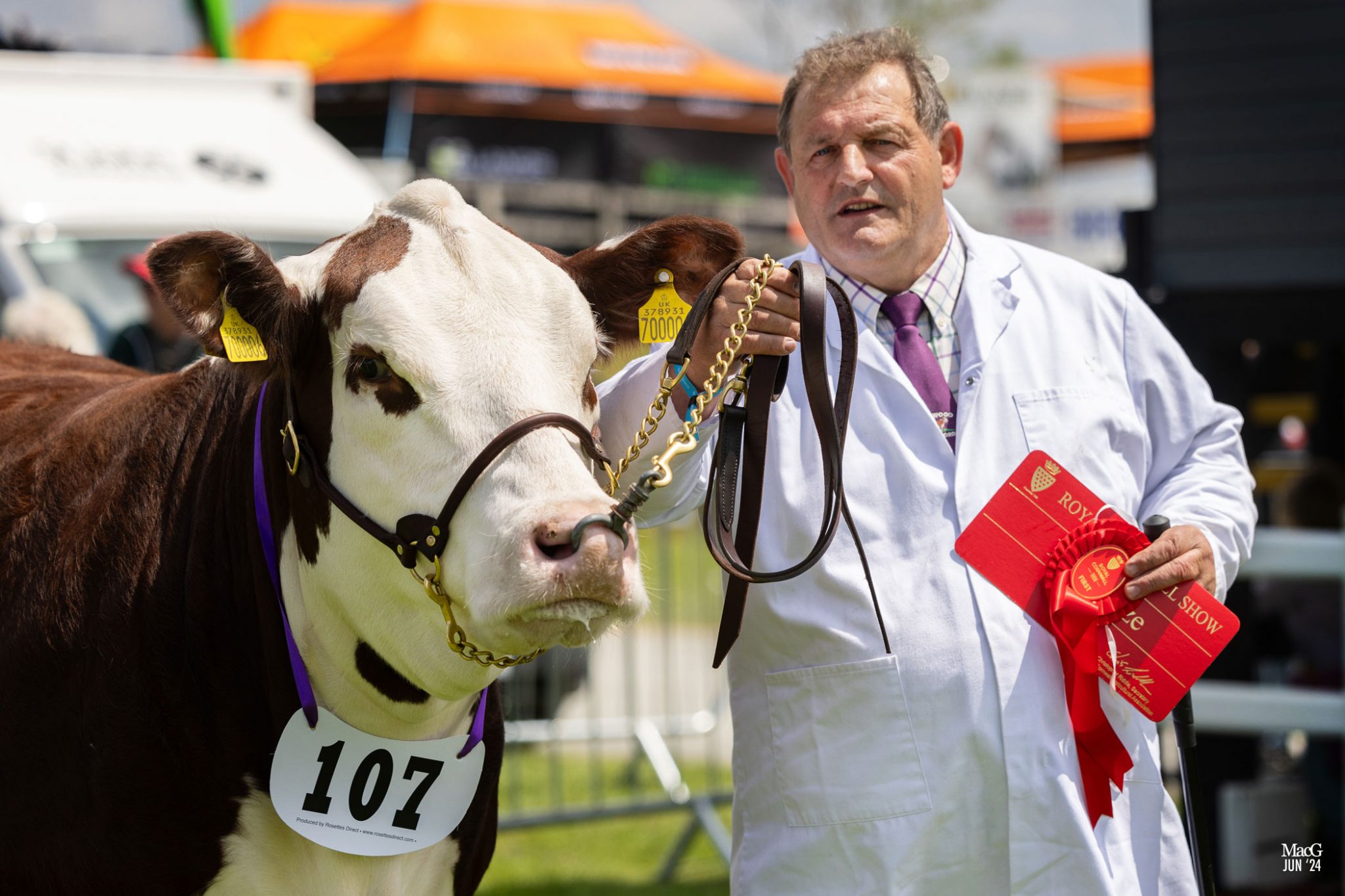 Severnvale Rogue claims first championship title - Hereford Cattle Society